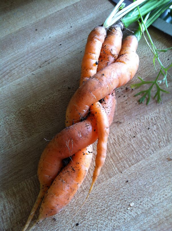 I Accidentally Grew A Braided Carrot In My Garden!