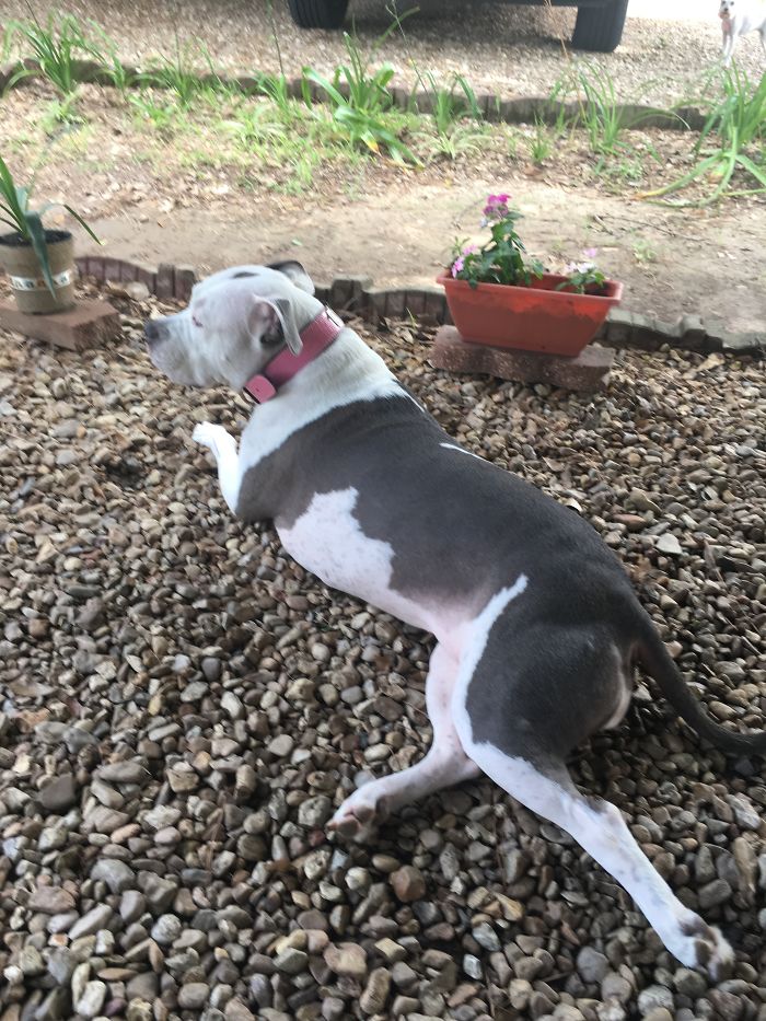 Meeka Now At 7 Years Old She's Awesome