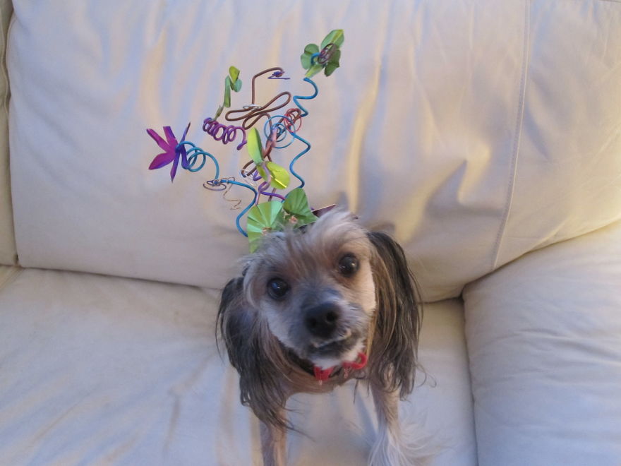 Cellini, 10 Springfield Va