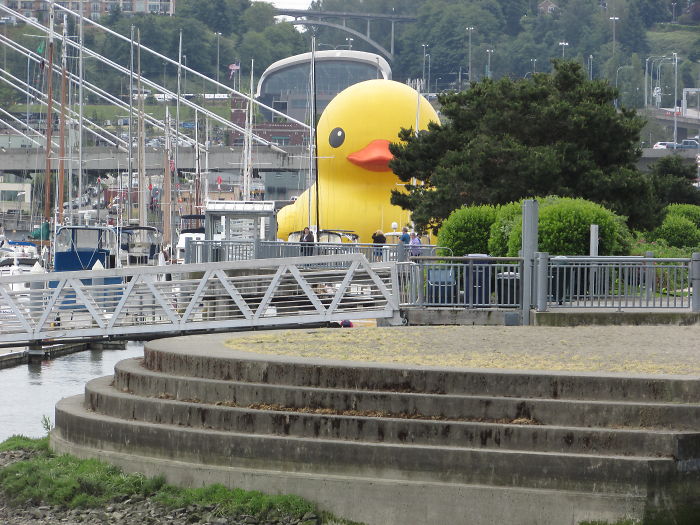 Giant Rubber Duck Descends Upon Tacoma