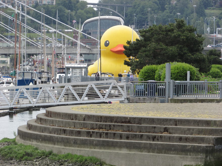 Giant Rubber Duck Descends Upon Tacoma