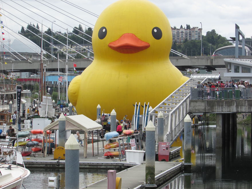 Giant Rubber Duck Descends Upon Tacoma