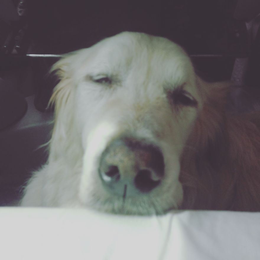 Relaxing While Traveling #kopeczkythedog