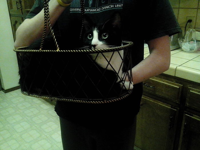 Normally Sitting 6ft Up, But Likes To Be Carried As Well