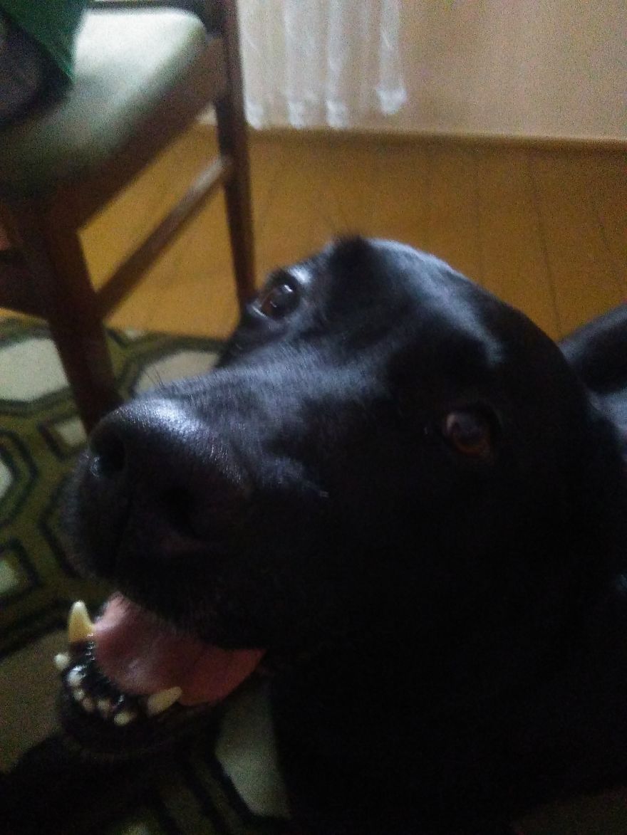 #10 Sweet Labradors!