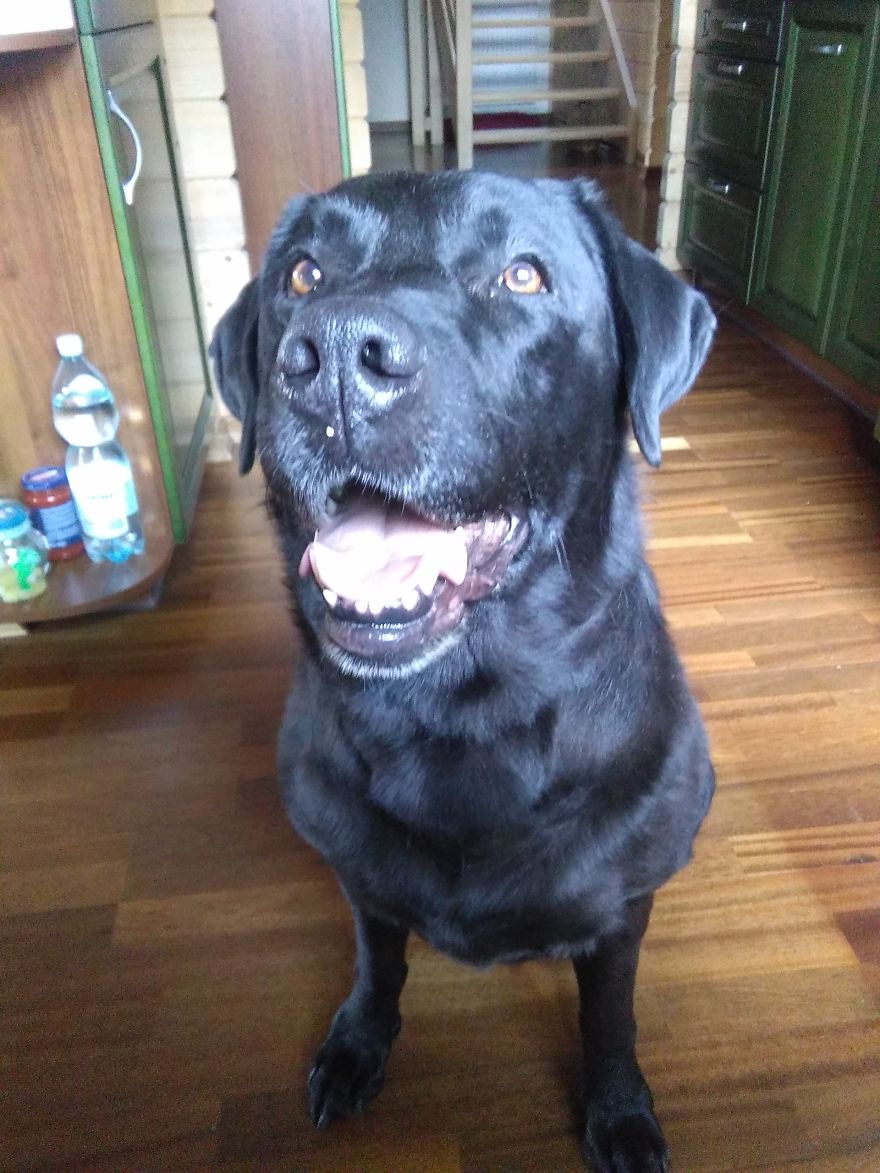 #10 Sweet Labradors!