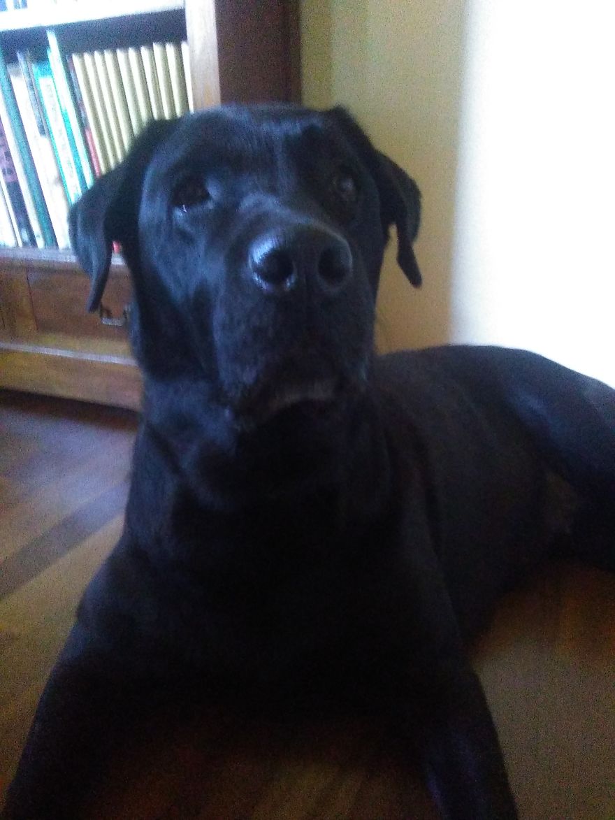 #10 Sweet Labradors!