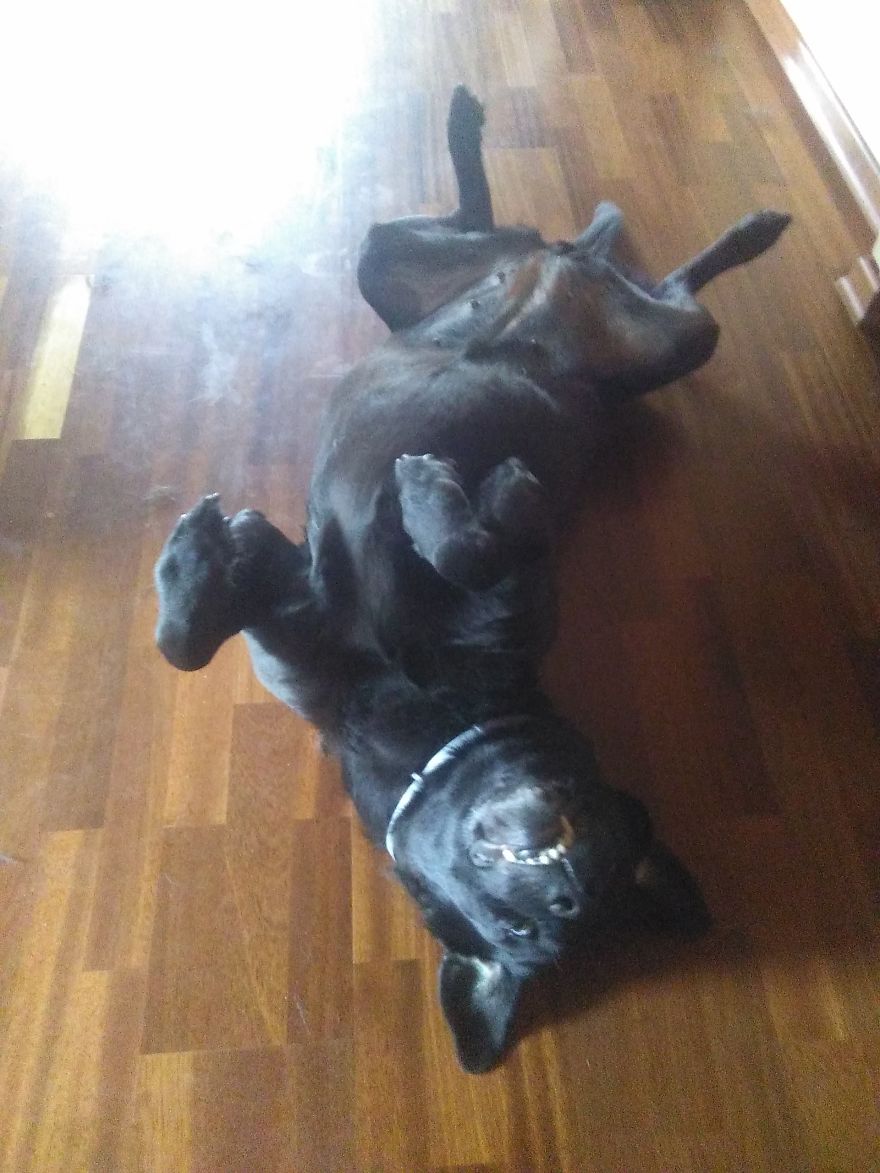 #10 Sweet Labradors!