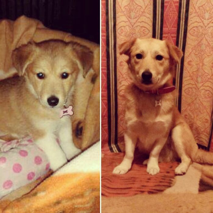 8 Weeks And 3 Years - Still Completely Adorable