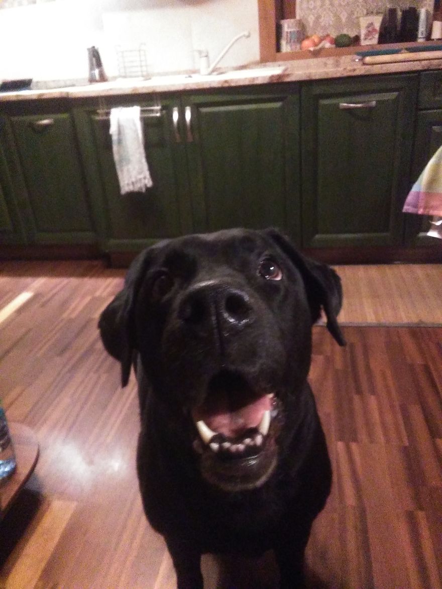 #10 Sweet Labradors!