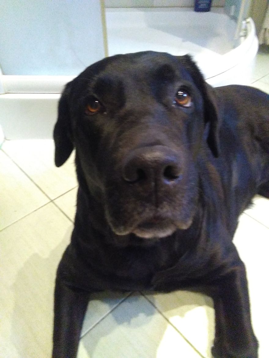 #10 Sweet Labradors!