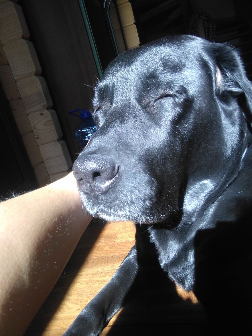 #10 Sweet Labradors!