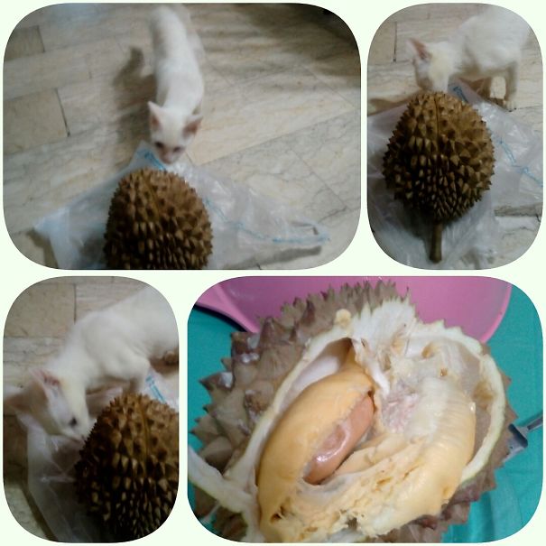 The Durian Seed