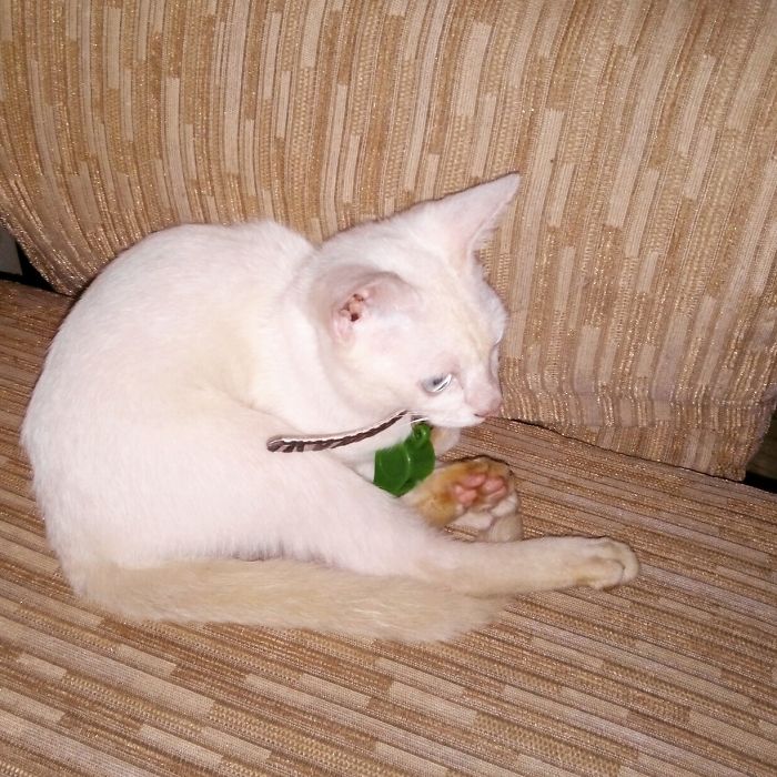 Before Molting: My Hair Was Originally White