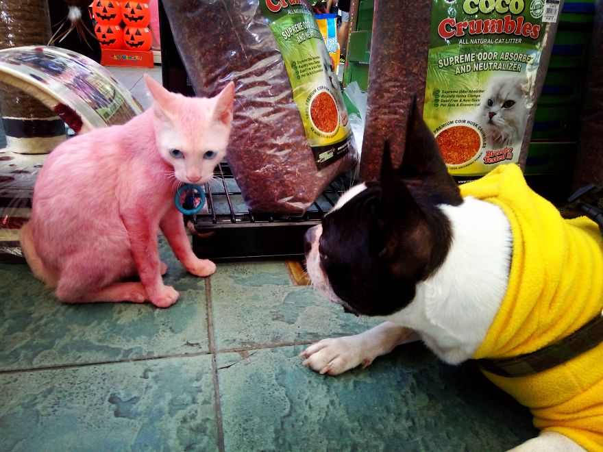 This Wrinkled Boston Terrier Must Be A Hundred Years Old!