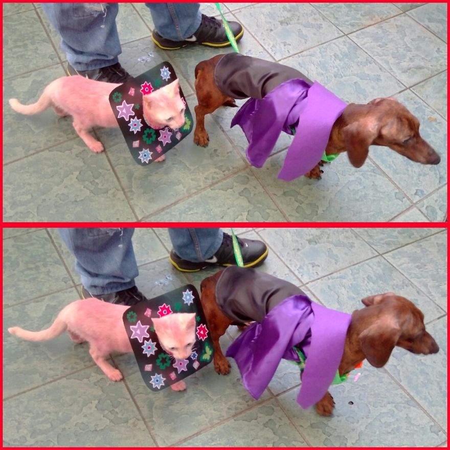 This Long-faced Wwi Veteran Really Knows The Way Out, So I Followed Him!