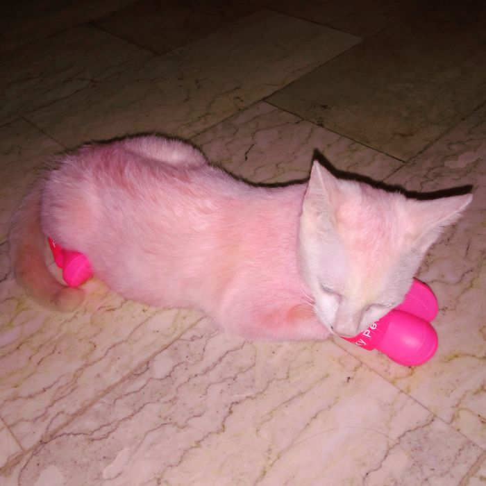 After Molting: My Hair Is Now Pink!