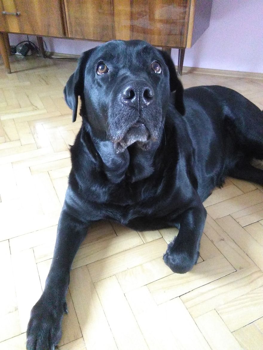 #10 Sweet Labradors!