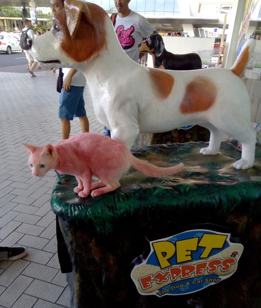 The Dog Beside Me Must Be Very Old!