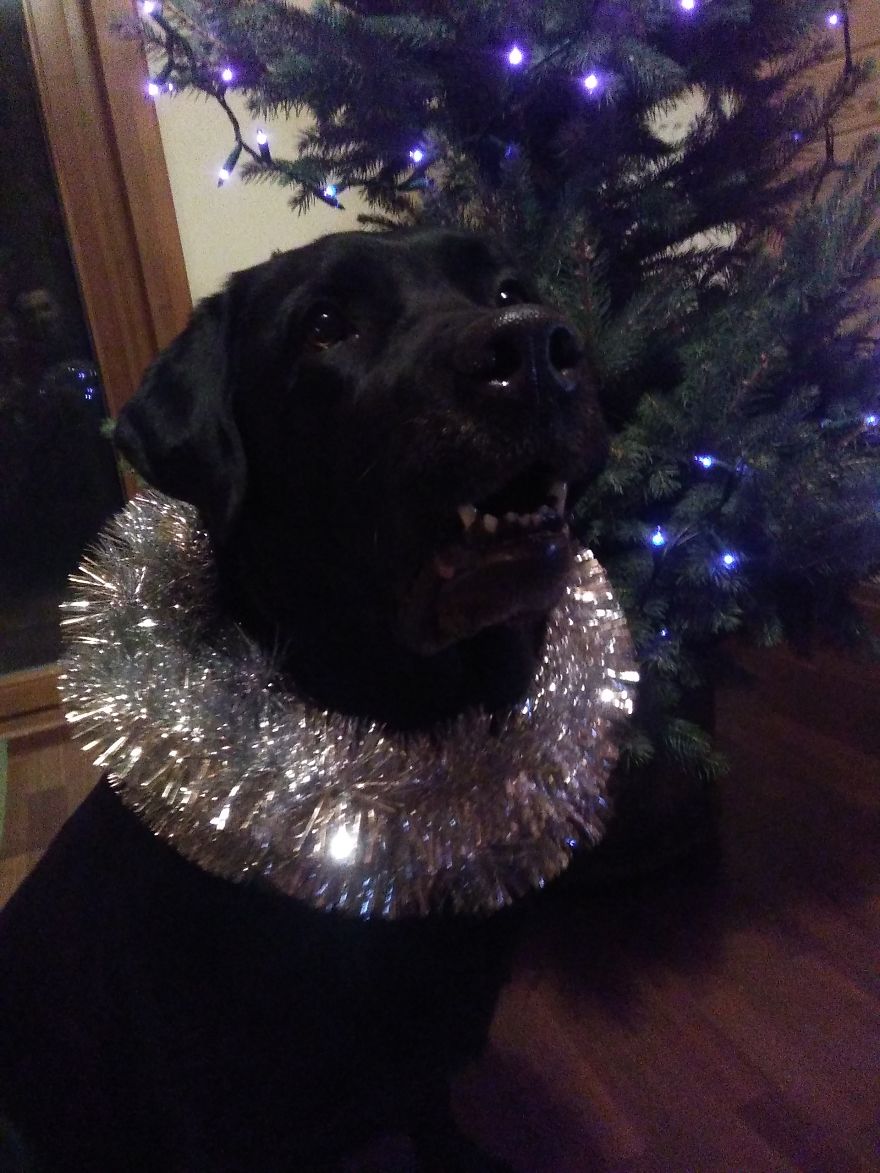 #10 Sweet Labradors!