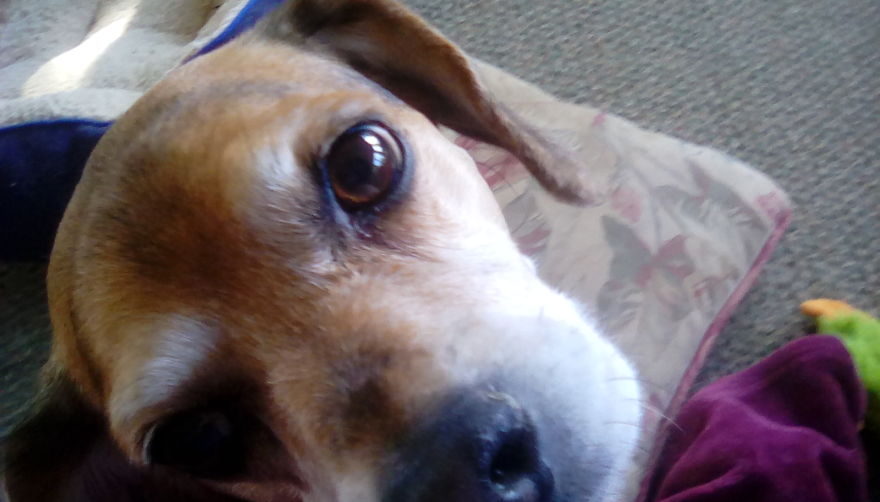 Boris.......11 Years Old