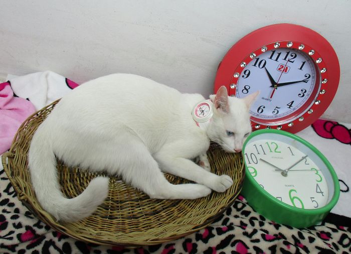 No Calendar, Just Clocks. Sorry I Missed It!