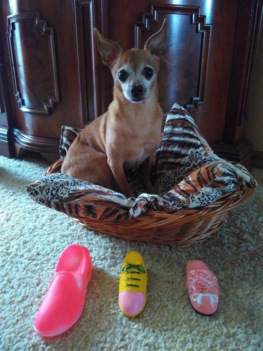 Johnny, Almost 11 Y.o. Still Young And Energetic Soul. Kaliningrad, Russia