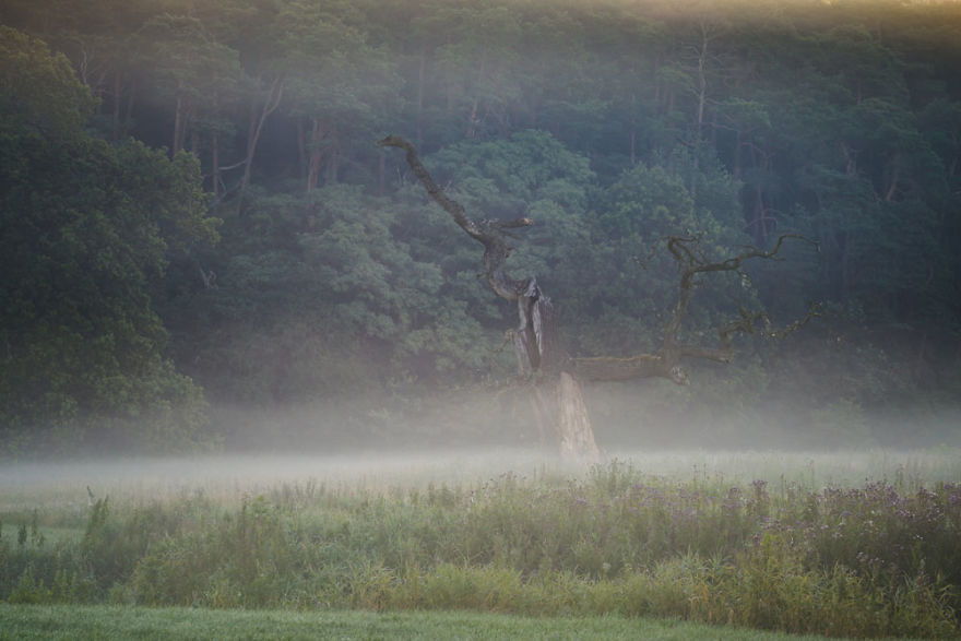 My Misty Fairy Land In Poland