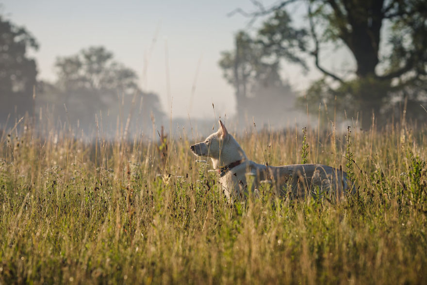 My Misty Fairy Land In Poland