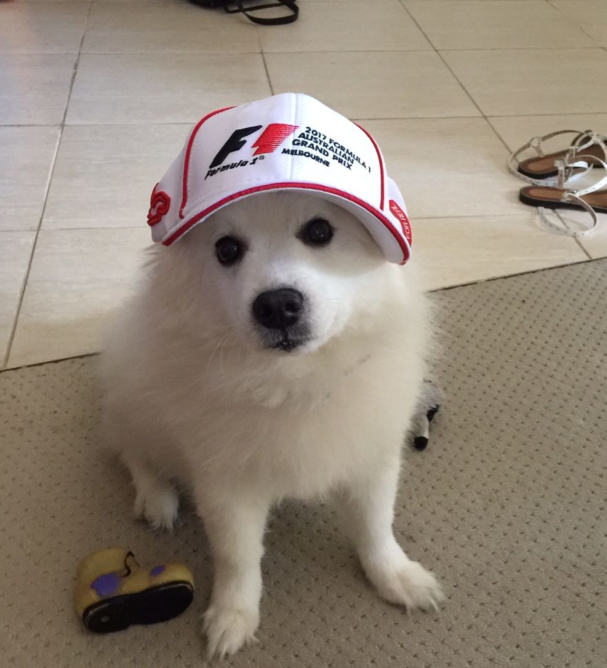 Cottonball, 14, Perth, Western Australia. Taken A Few Weeks Before He Went Completely Blind, He Is Still A Happy Dog!