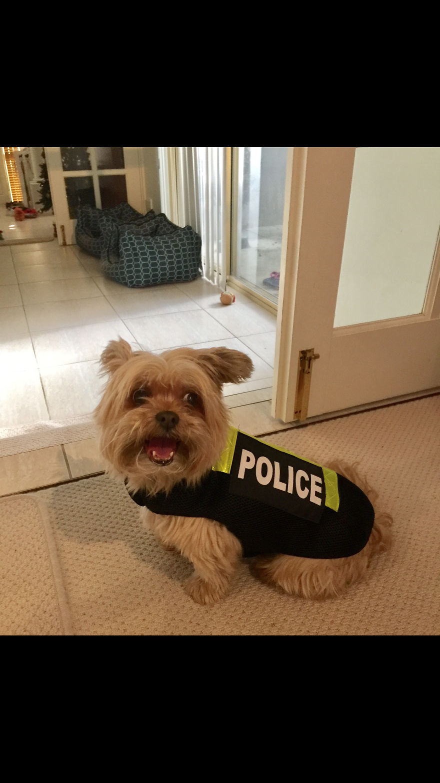 Broomie, 13, Perth, Western Australia. This Grandma Still Runs The Show And Is The Dog Police Of The Neighbourhood