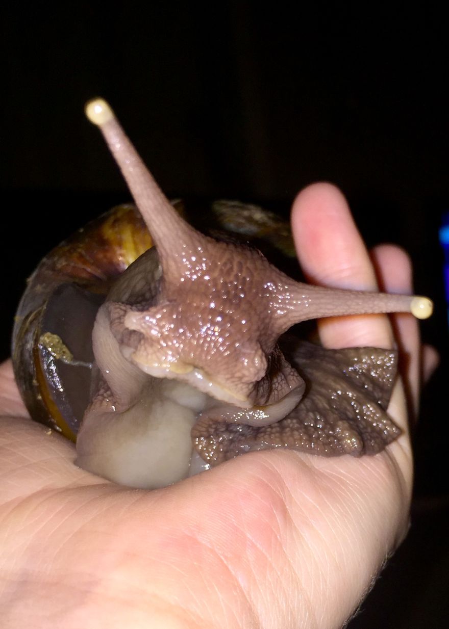 Gary The African Land Snail.