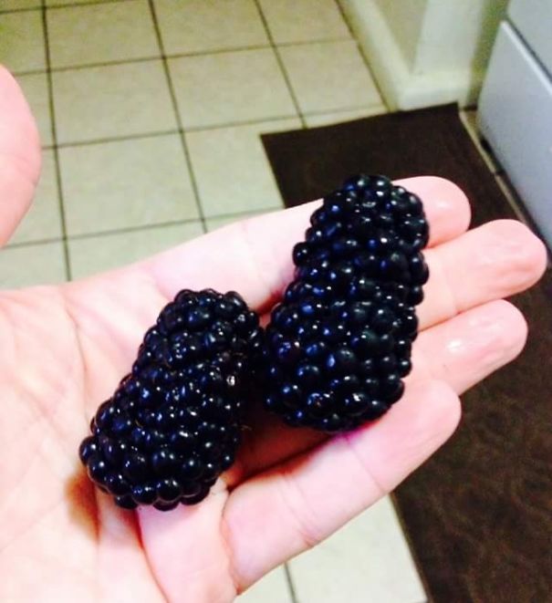 Best Blackberries Ever