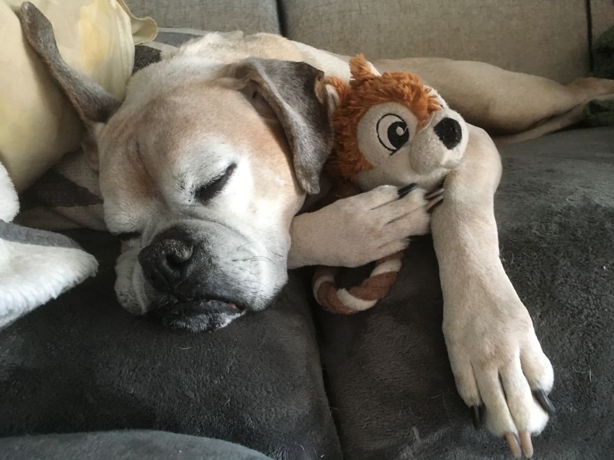 Chico, 12yrs, Montreal, Canada