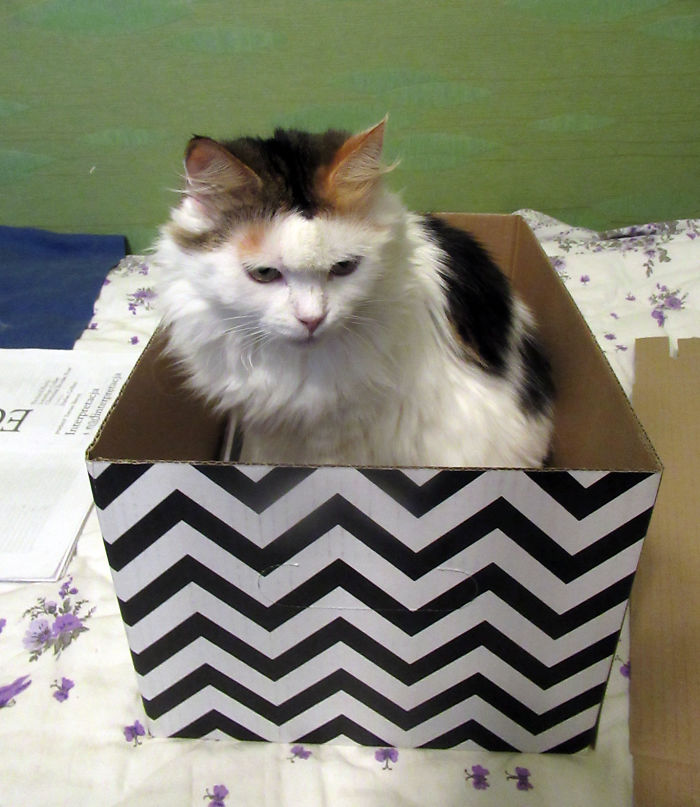 She Fits Better In My Philology Notes Box Than A Copy Of Umberto Eco Book