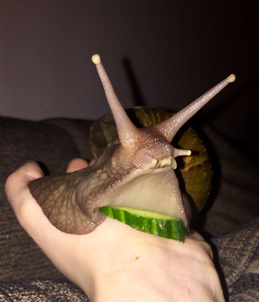 Gary The African Land Snail.