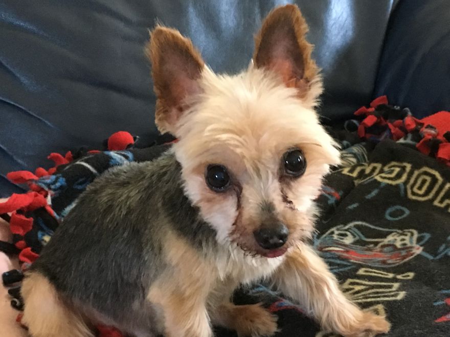 Benji 13.5 Years Old Boston Ma