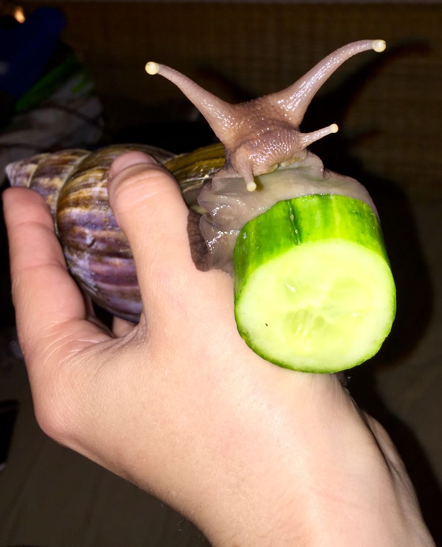 Gary The African Land Snail.