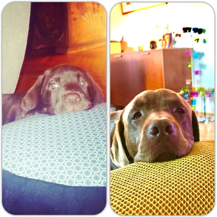 Pouncy, My Knight In Chocolate Armor, At 8 Weeks Old And At 6 Years And 8 Weeks Old ❤️