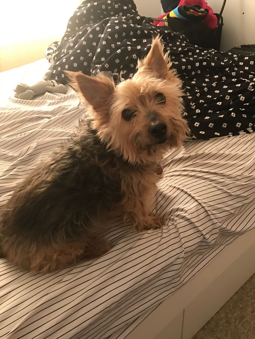 Casino, Rescued 10yrs Old, Jersey City, Nj