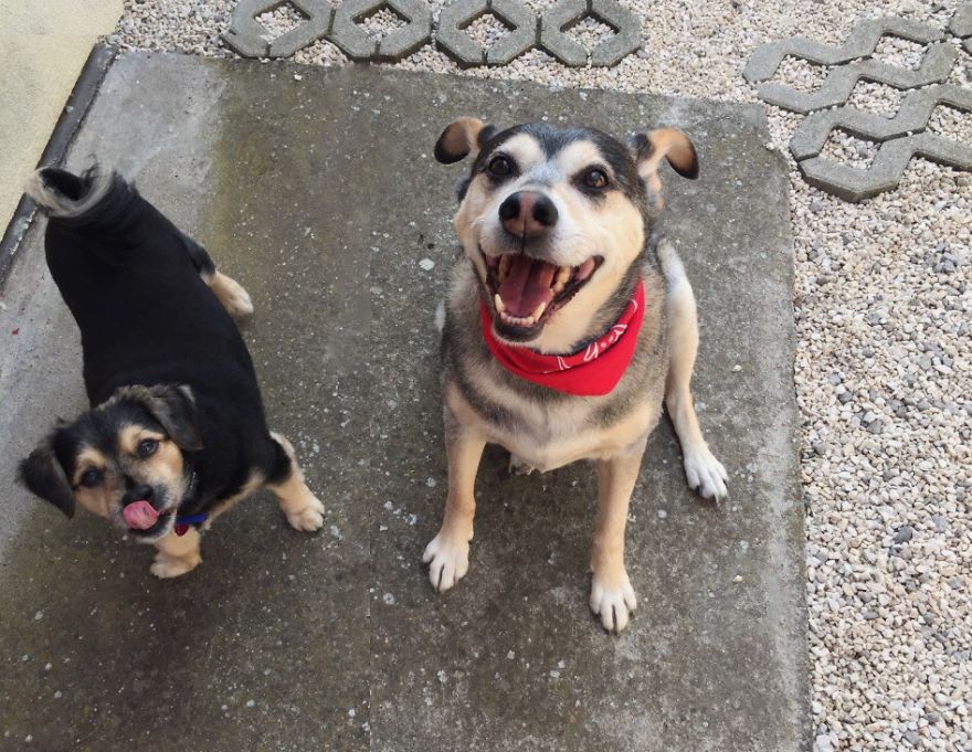 My 12 Years Old Doggo (on The Right, Looking Sassy). Rescued From A Guy At 6 Months Old When They Wanted To Train Him To Dog Fight.