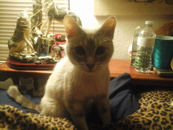 Got Up In The Middle Of The Night To Use The Restroom And My Cat Stole My Pillow!