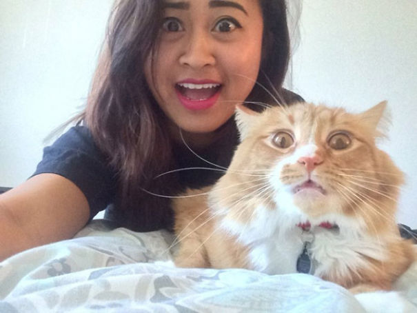 Internet Gathers Cats Who Hate Selfies And The Result Is Hilarious