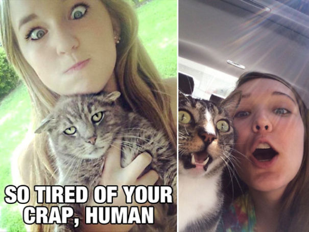 Internet Gathers Cats Who Hate Selfies And The Result Is Hilarious