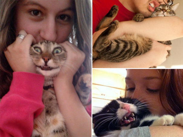 Internet Gathers Cats Who Hate Selfies And The Result Is Hilarious