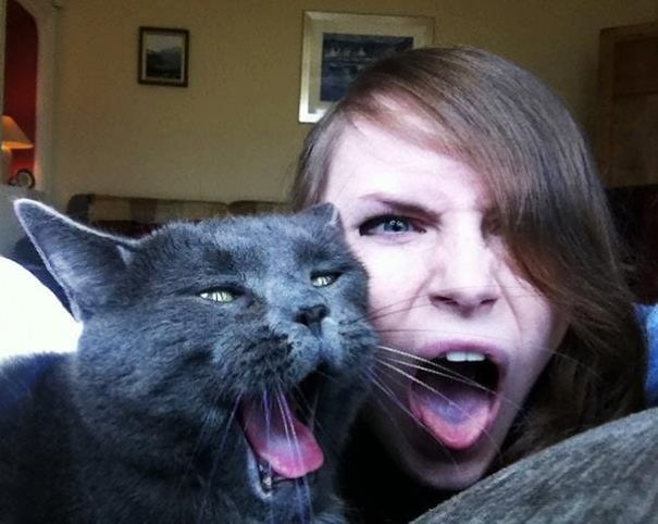 Internet Gathers Cats Who Hate Selfies And The Result Is Hilarious