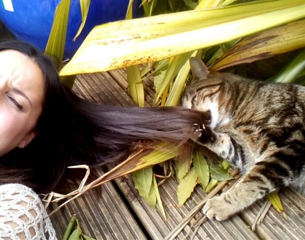Internet Gathers Cats Who Hate Selfies And The Result Is Hilarious