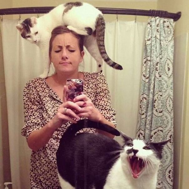 Internet Gathers Cats Who Hate Selfies And The Result Is Hilarious