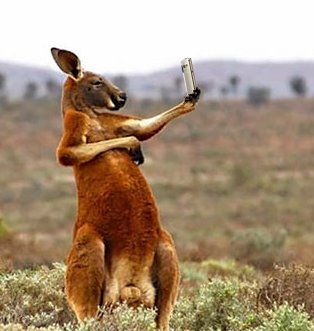 Kangaroo2-5964d6970d9dd.jpg