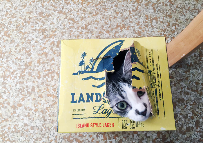 Box 'o Landshark